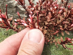 Epilobium porphyrium