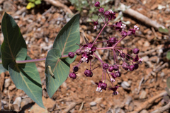 Asclepias cordifolia