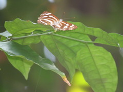 Phaedyma columella singa