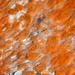 Orange Rock Hair - Photo (c) tessabrunette, some rights reserved (CC BY-NC), uploaded by tessabrunette
