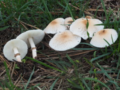 Lepiota lilacea
