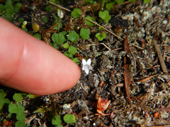 Wimmerella pygmaea