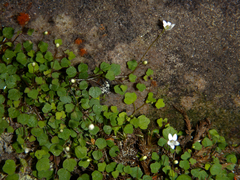 Wimmerella pygmaea