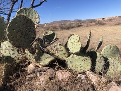 Opuntia