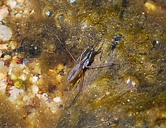 Gerris latiabdominis