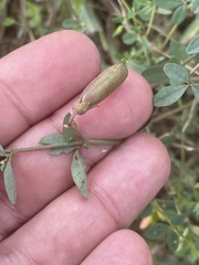 Crotalaria rhodesiae