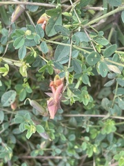 Crotalaria rhodesiae