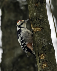 Dendrocopos leucotos