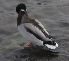 Anas platyrhynchos