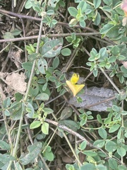Crotalaria rhodesiae