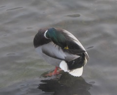 Anas platyrhynchos