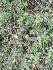 Crotalaria rhodesiae