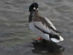 Anas platyrhynchos