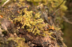 Sematophyllaceae