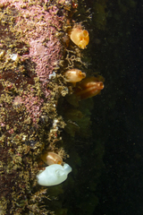 Halocynthia pyriformis