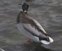 Anas platyrhynchos