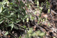 Silene campanulata