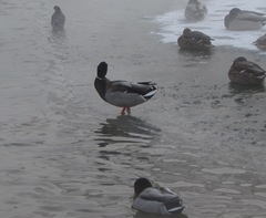 Anas platyrhynchos