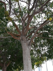 Bursera simaruba