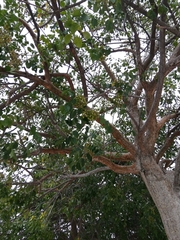 Bursera simaruba