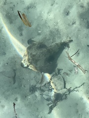Ogcocephalus