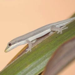 Phelsuma modesta