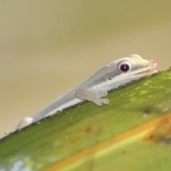 Phelsuma modesta