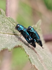 Agrilus acutus