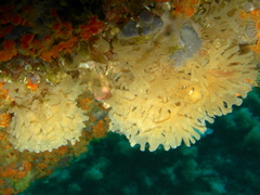 Chartella tenella