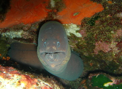 Gymnothorax unicolor