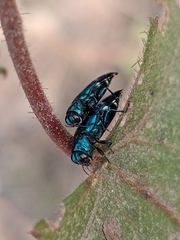 Agrilus acutus