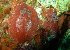 Platydoris argo