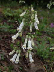 Penstemon tenuiflorus