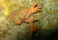 Turbicellepora
