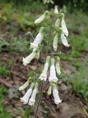 Penstemon tenuiflorus