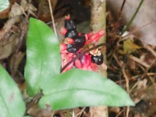 Image of Renealmia alpinia by (c) keesgroenendijk, some rights reserved (CC BY)