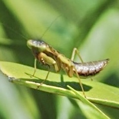 Tarachomantis