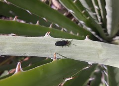 Pyractonema