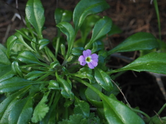 Malcolmia flexuosa