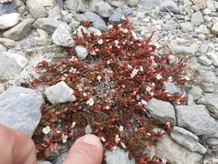 Epilobium tasmanicum