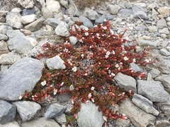 Epilobium tasmanicum