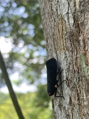 Acraephia perspicillata