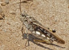 Pardalophora phoenicoptera