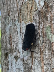 Acraephia perspicillata