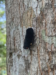 Acraephia perspicillata