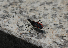 Rhynocoris leucospilus sibiricus