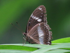 Hypolimnas bolina bolina