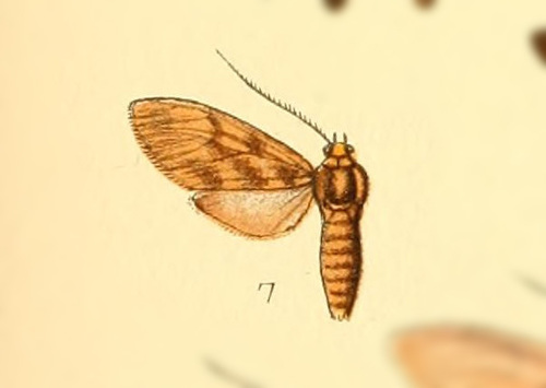 Tricypha obscura thumbnail
