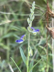 Polygala uncinata