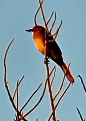 Quiscalus mexicanus